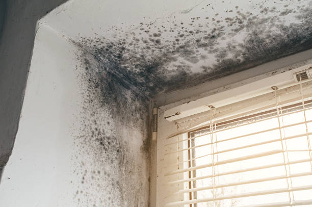 Affordable Mold Removal solutions in Topinabee, MI